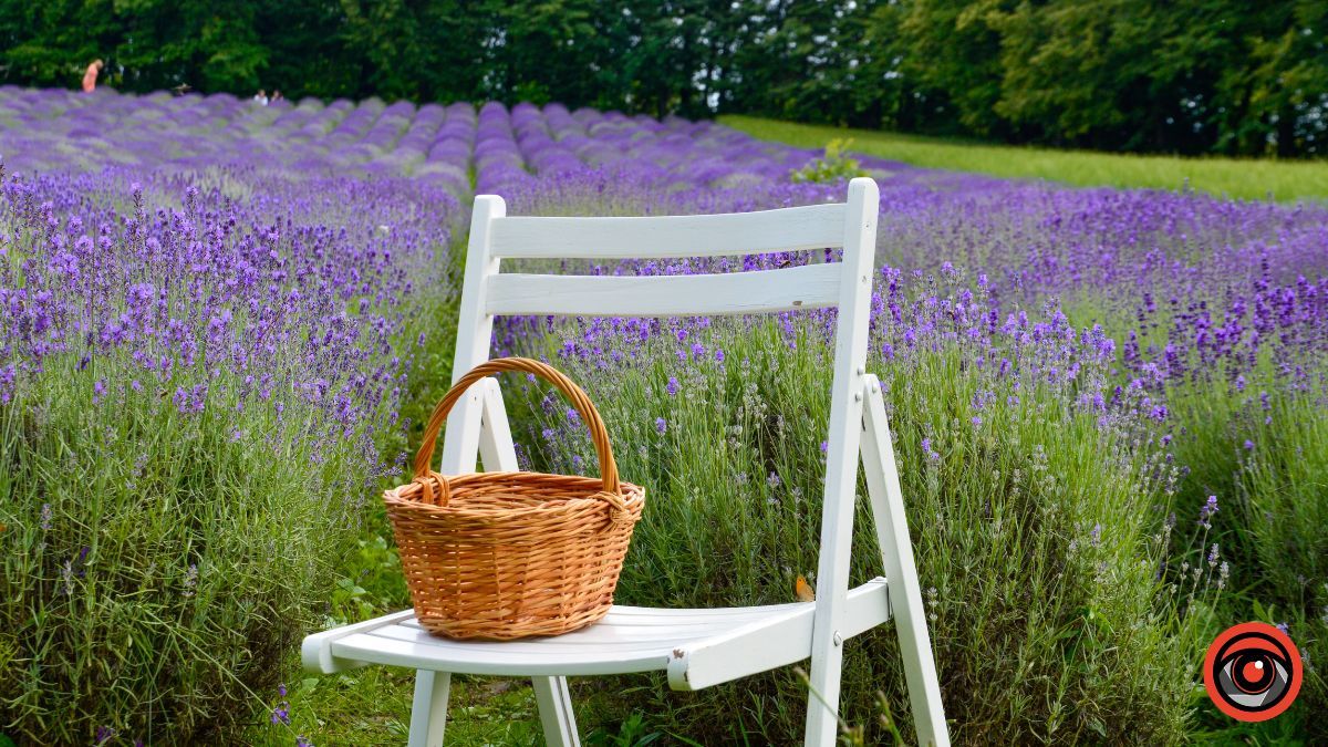 Спокій та рівновага: фотоподорож на Лавандову царину в Коршеві 8