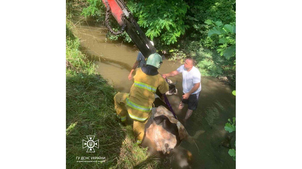 У Королівці корова впала в потічок: викликали рятувальників 1