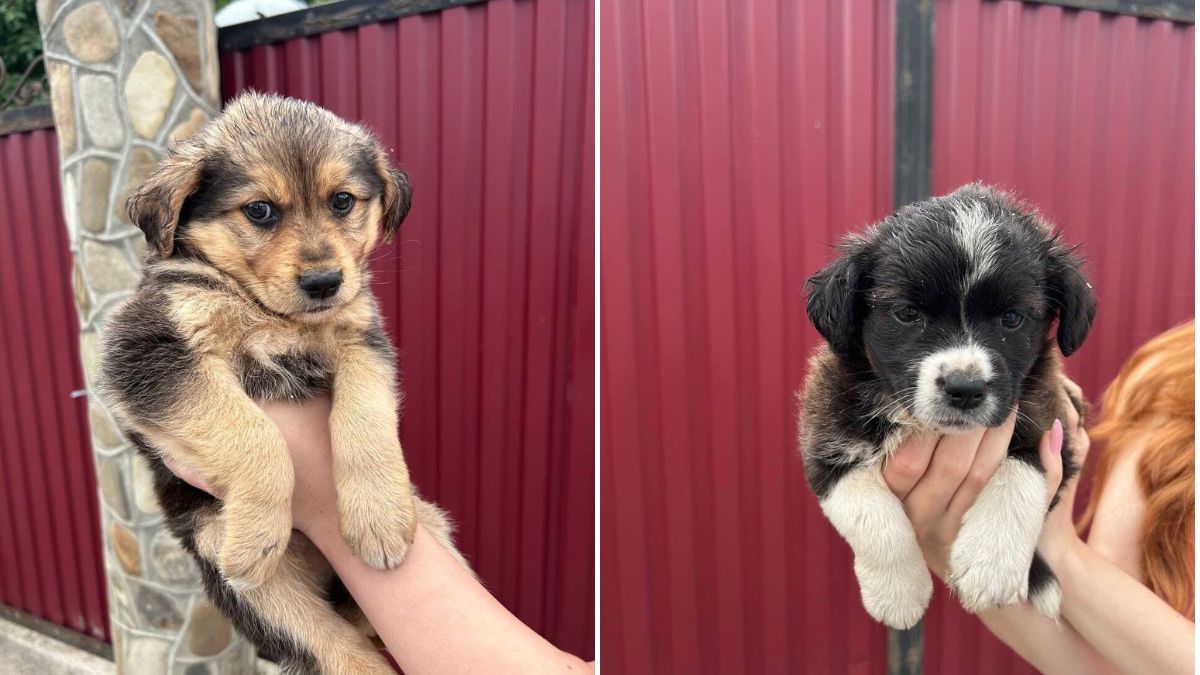 Які чотирилапі шукають домівку в Коломиї цього тижня? 1