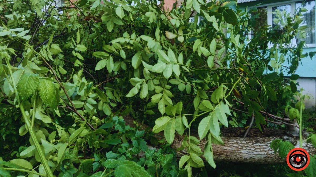 На вулиці Яворницького в Коломиї впало дерево