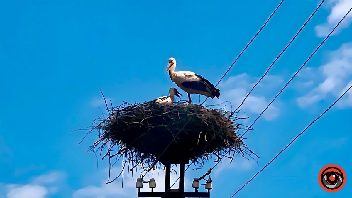 1863 метрів історичної дороги, якою колись возили сіль: історія вул. Косачівської 15
