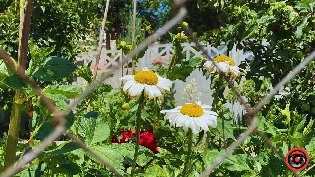 Яскрава історія 650 метрів вулиці Гетьманської у Коломиї 18