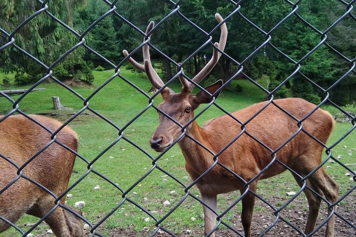 Мандруємо разом: туристичне і непізнанне Яремче 8