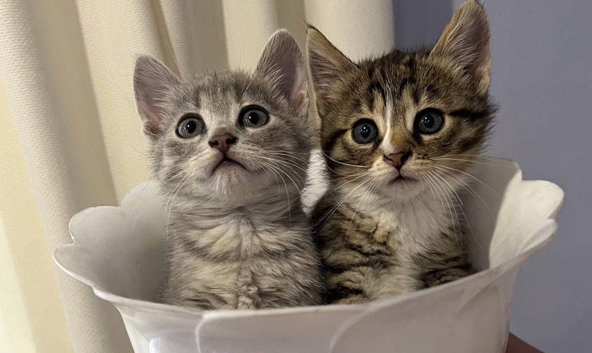 Котики та песики шукають домівку в Коломиї 3