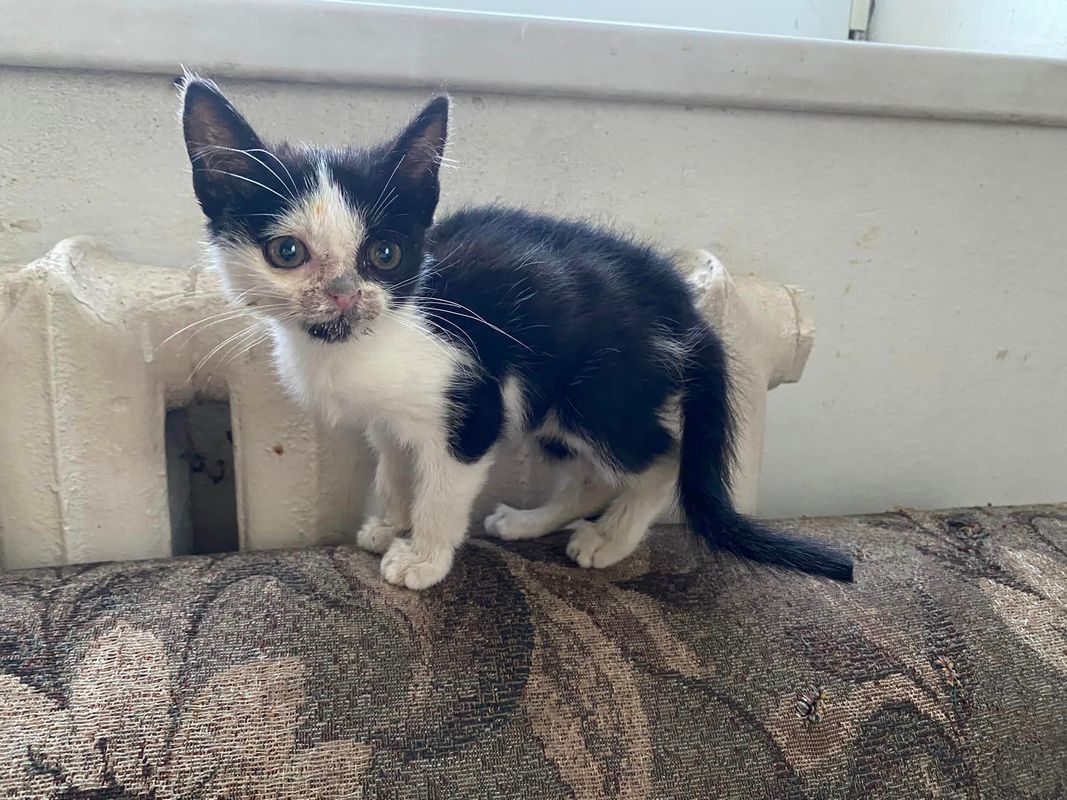 Пухнастики шукають люблячих господарів у Коломиї 4