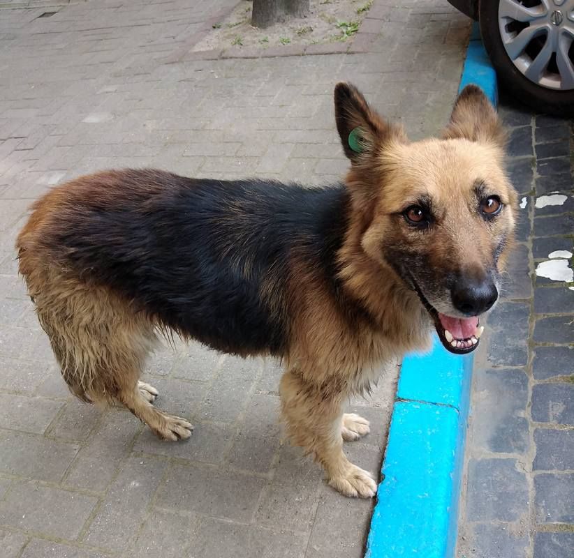 Пухнастики шукають люблячих господарів у Коломиї 5