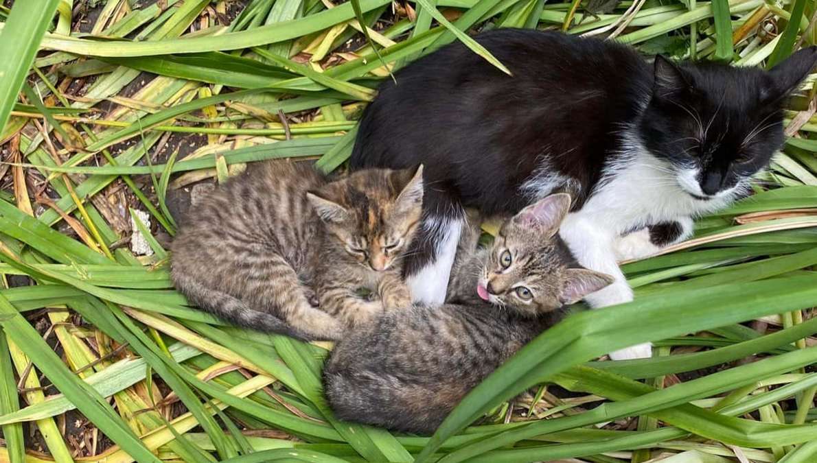 Пухнастики шукають люблячих господарів у Коломиї 1