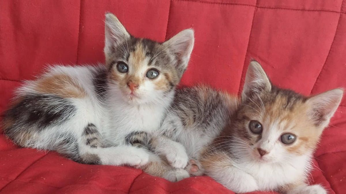 Пухнастики шукають люблячих господарів у Коломиї 2