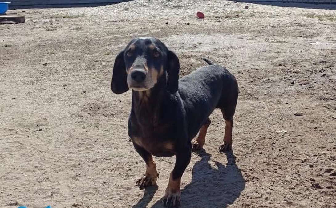 Пухнастики шукають люблячих господарів у Коломиї 6