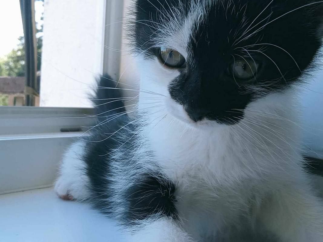 Пухнастики шукають люблячих господарів у Коломиї 3