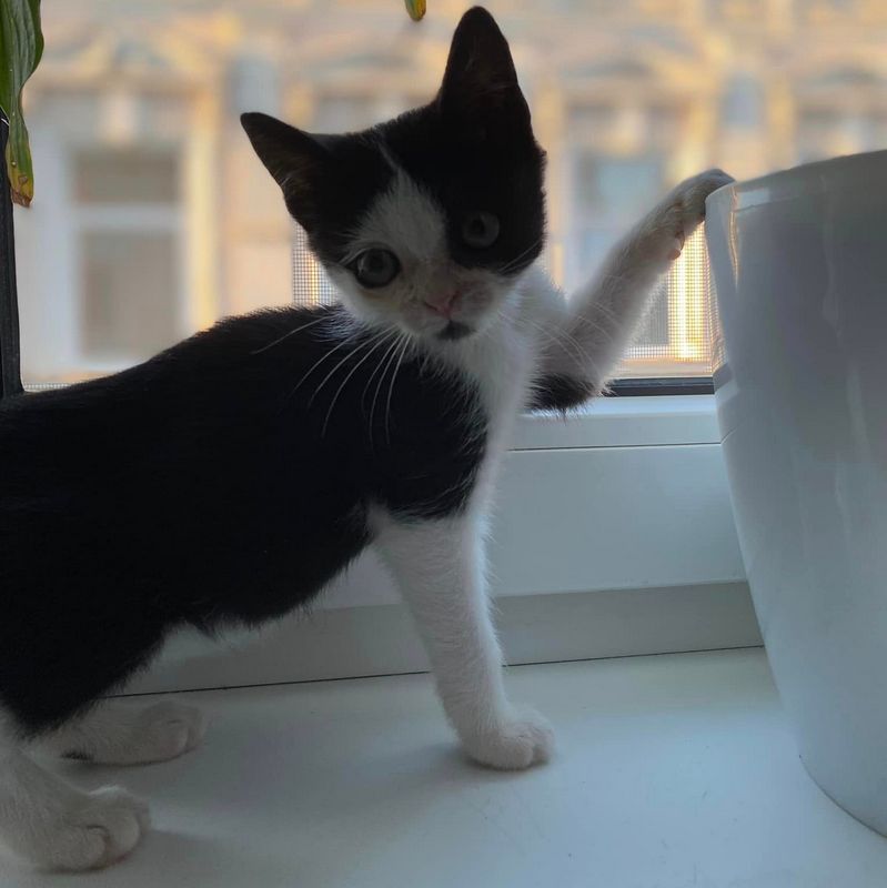 Хвостатим друзям потрібна домівка у Коломиї 1