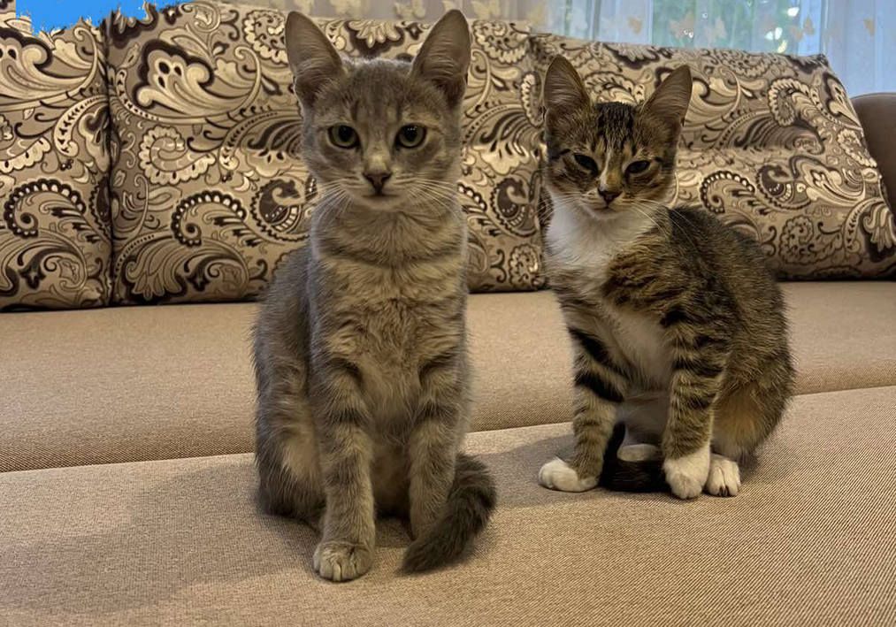 Котики та песики шукають домівку в Коломиї 2