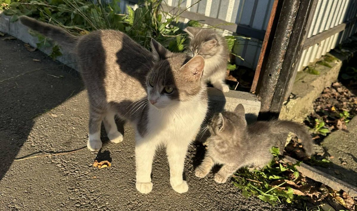 Котики та песики шукають домівку в Коломиї 1