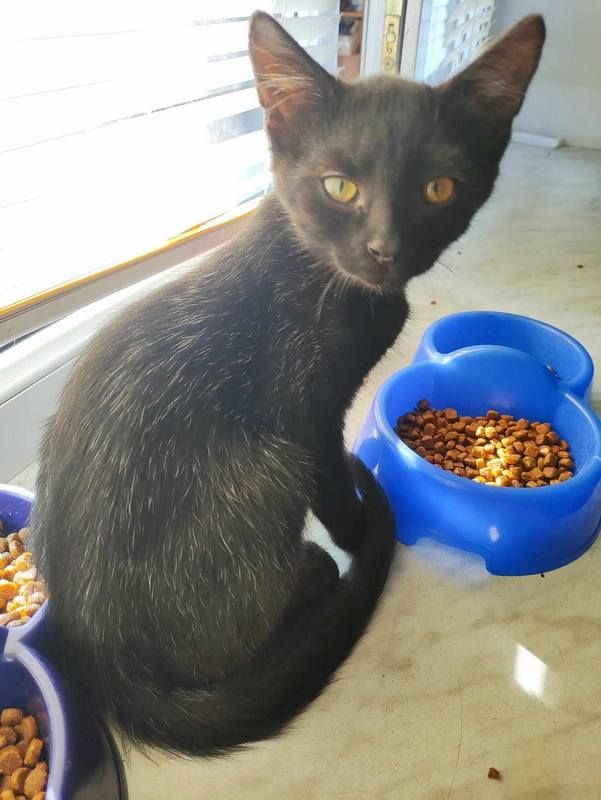 Хвостатим друзям потрібна домівка у Коломиї 6