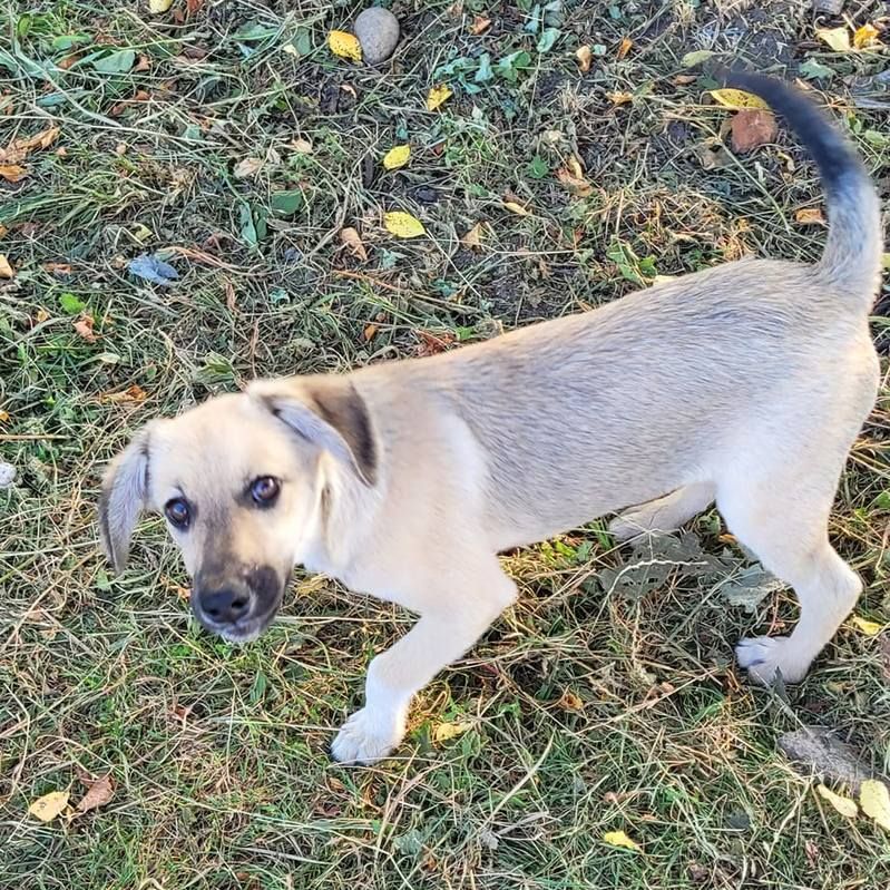 Хвостатим друзям потрібна домівка у Коломиї 4