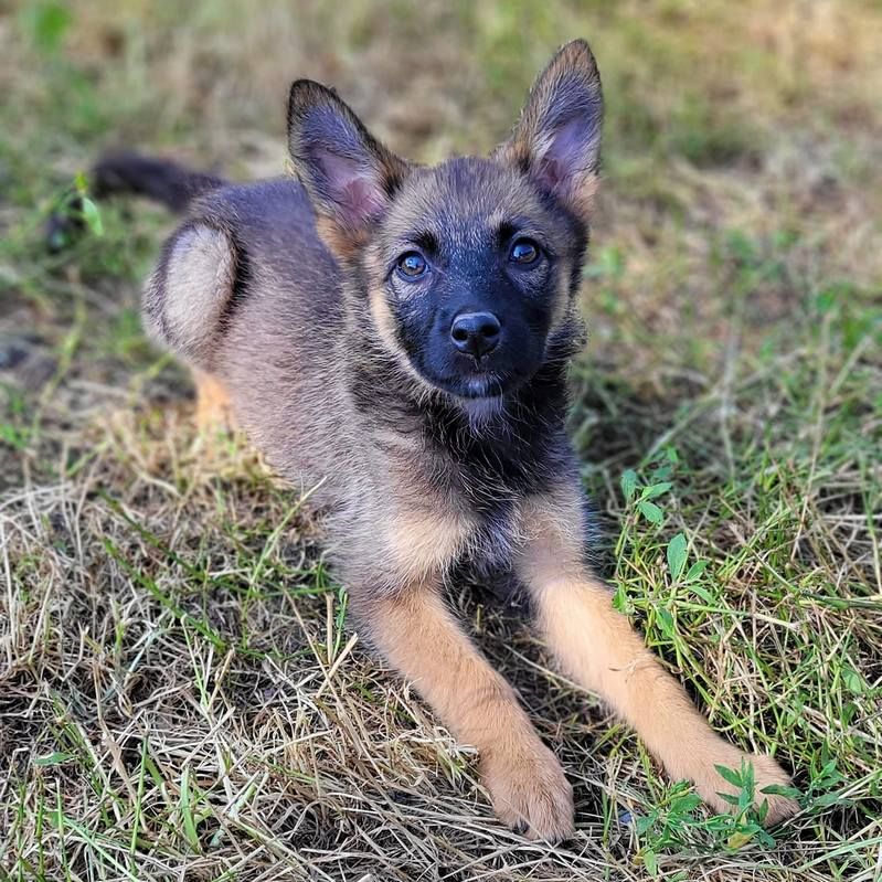 Хвостатим друзям потрібна домівка у Коломиї 2