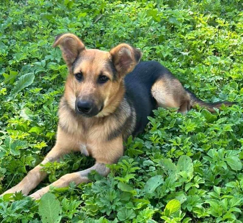 Хвостатим друзям потрібна домівка у Коломиї 3