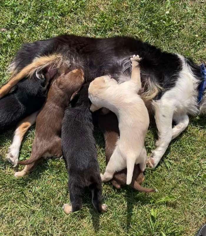 Хвостатим друзям потрібна домівка у Коломиї 5