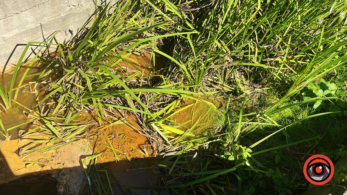 У Королівці невідомі зливають підозрілу речовину в місцеві водойми 1