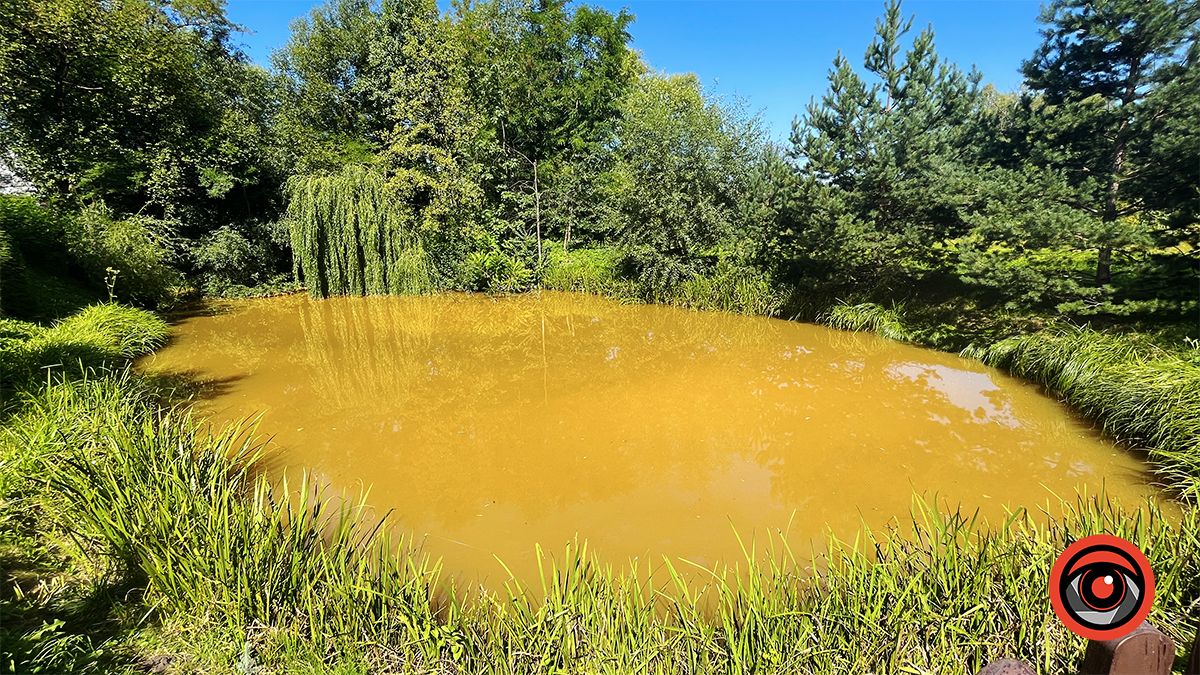 Здохла риба і нестерпний сморід: мешканці Королівки б'ють на сполох через ймовірну екологічну небезпеку 2