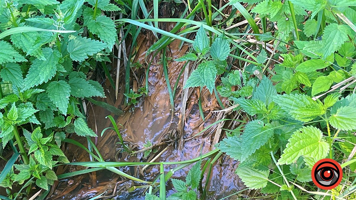 Здохла риба і нестерпний сморід: мешканці Королівки б'ють на сполох через ймовірну екологічну небезпеку 3