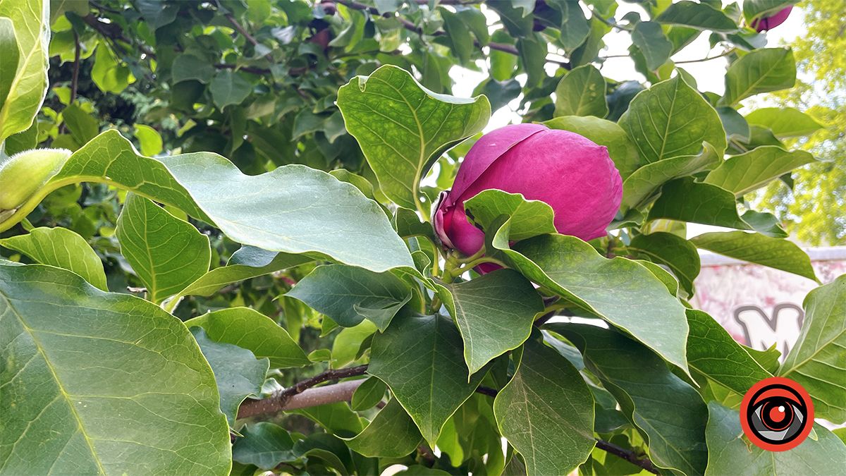 Коломия в серпні: ФОТОРЕПОРТАЖ 23