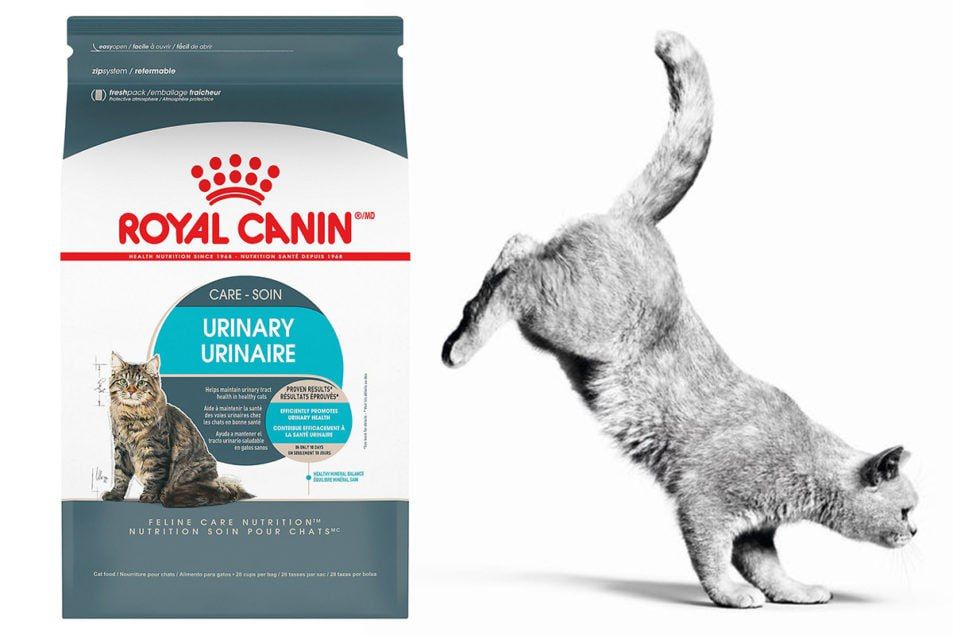 Різноманітність котячих кормів від Royal Canin: популярні лінійки 1