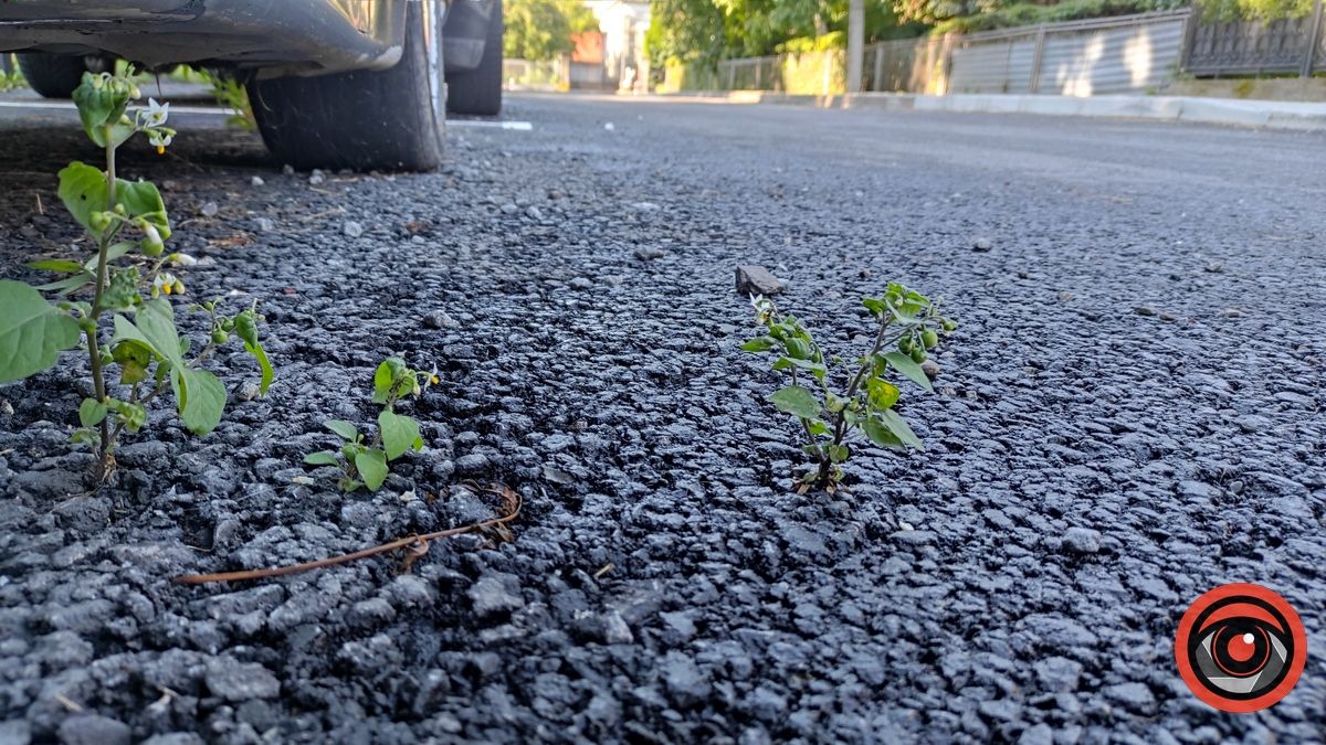 На вул. Новодворського крізь асфальт проростають бур'яни 1