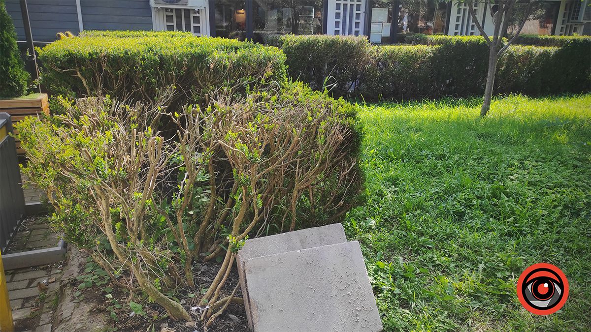 Місце під сакурами в Коломиї відкрили для відпочинку 2