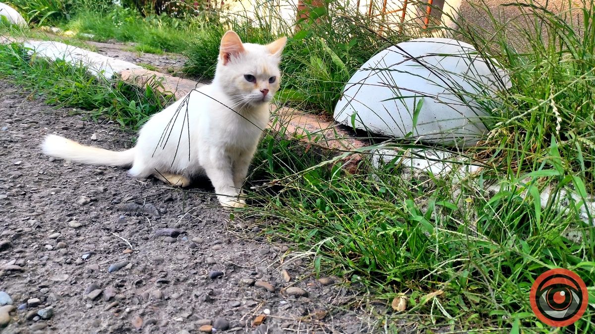 Котики та песики шукають домівку в Коломиї