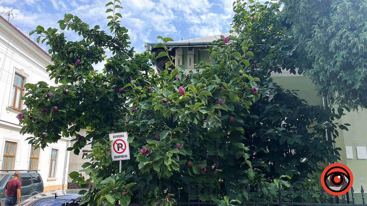 У Коломиї вдруге за рік зацвіла найстаріша магнолія | Фото 7