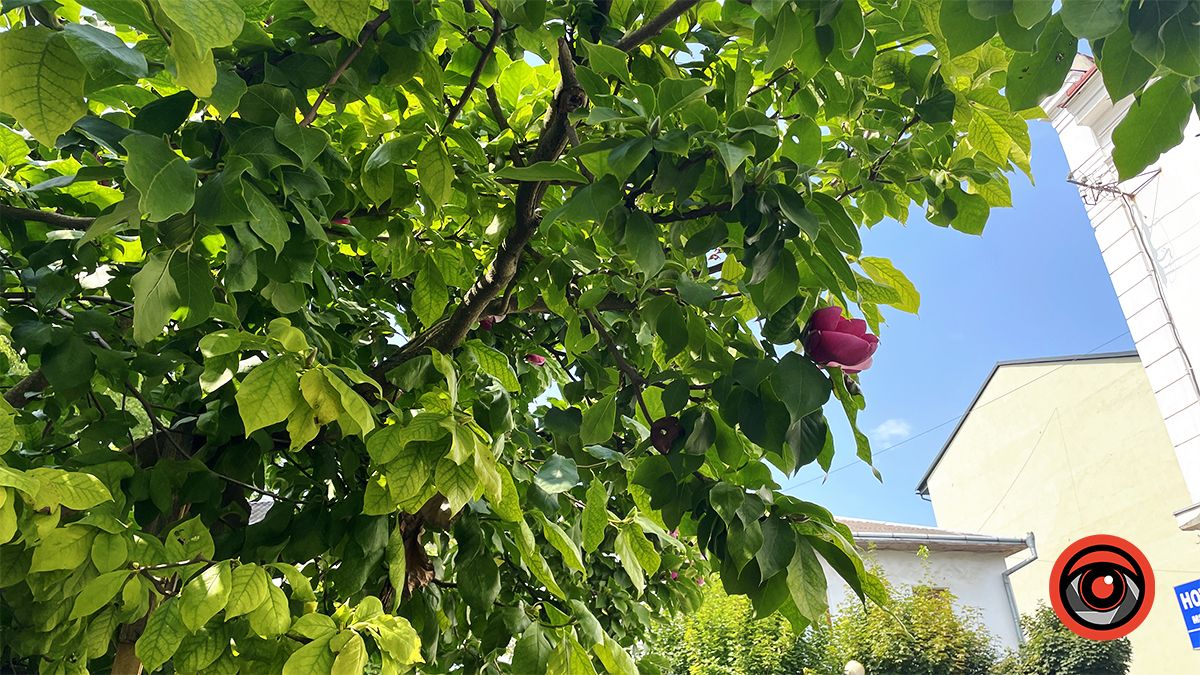 У Коломиї вдруге за рік зацвіла найстаріша магнолія | Фото 3