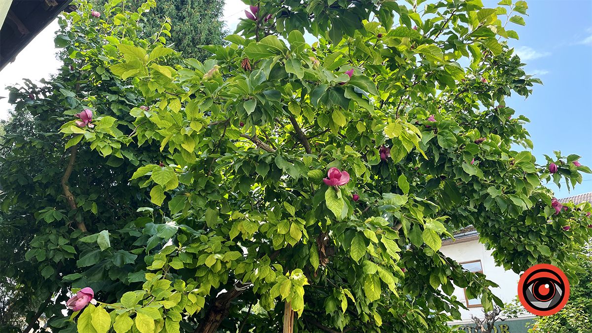 У Коломиї вдруге за рік зацвіла найстаріша магнолія | Фото 6