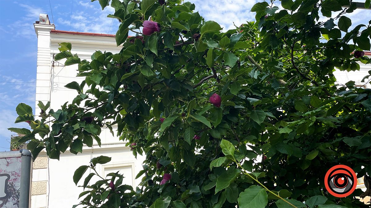 У Коломиї вдруге за рік зацвіла найстаріша магнолія | Фото 4