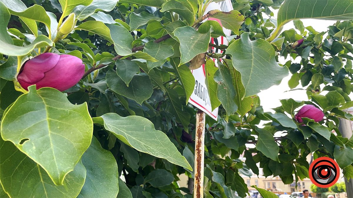 У Коломиї вдруге за рік зацвіла найстаріша магнолія | Фото 5