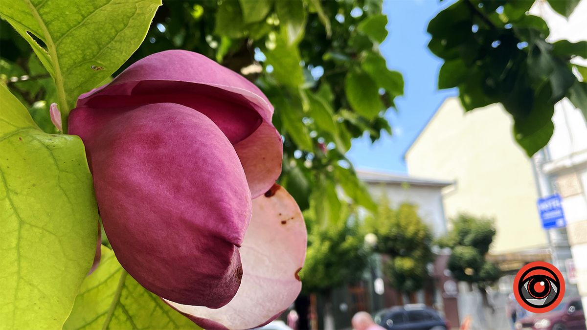 У Коломиї вдруге за рік зацвіла найстаріша магнолія | Фото 1