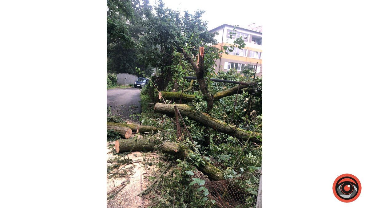 У Коломиї впало ще одне дерево 1