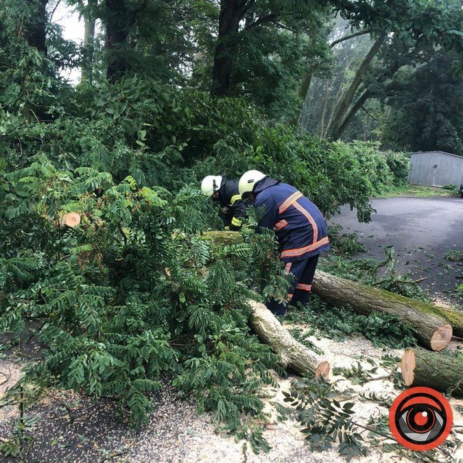 У Коломиї впало ще одне дерево 2