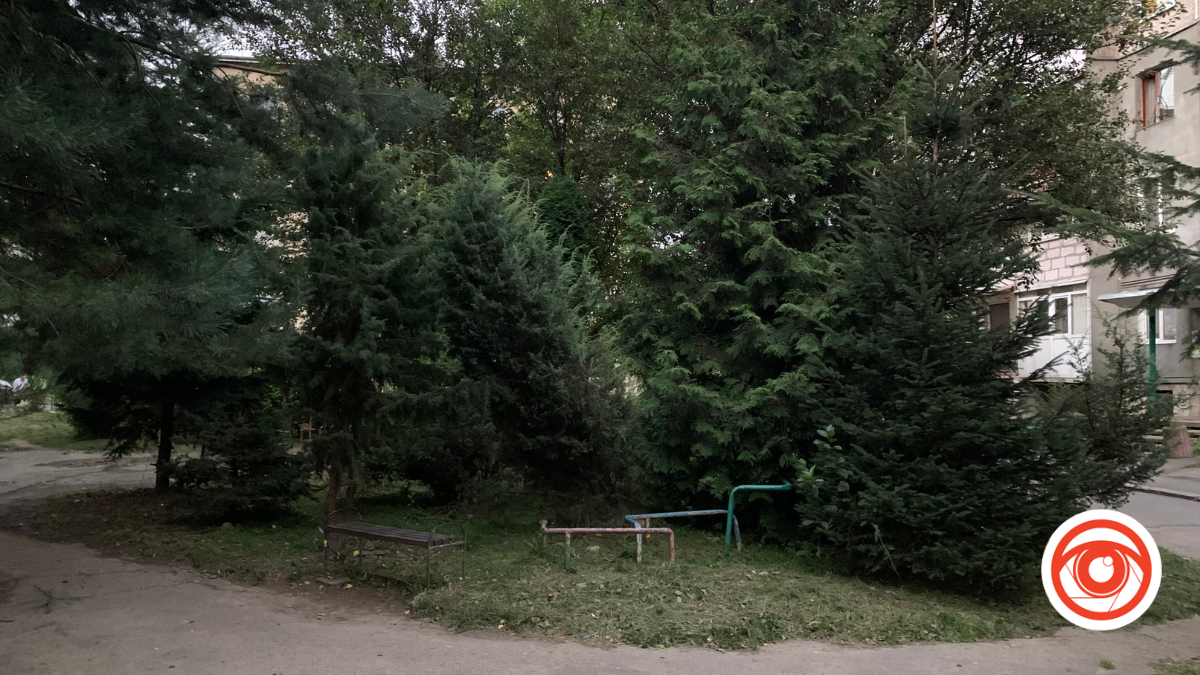 У Калуші мешканці поскаржилися на сусіда, бо він посадив багато дерев перед будинком 1