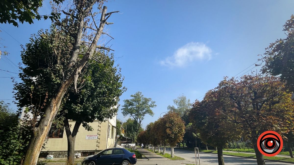 Сухостійне дерево на вул. Січових Стрільців є аварійно небезпечним