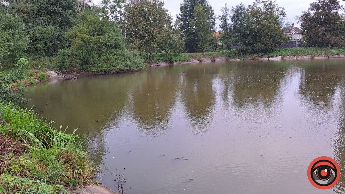 Мор риби у Підгайчиках: у став стікають чорні води 6