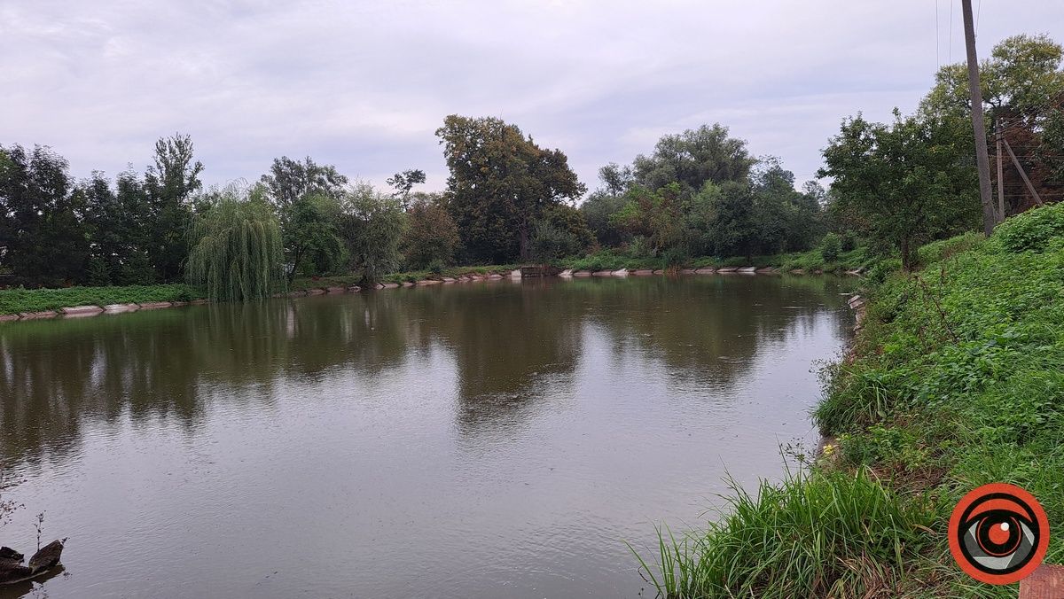 Мор риби у Підгайчиках: у став стікають чорні води 7