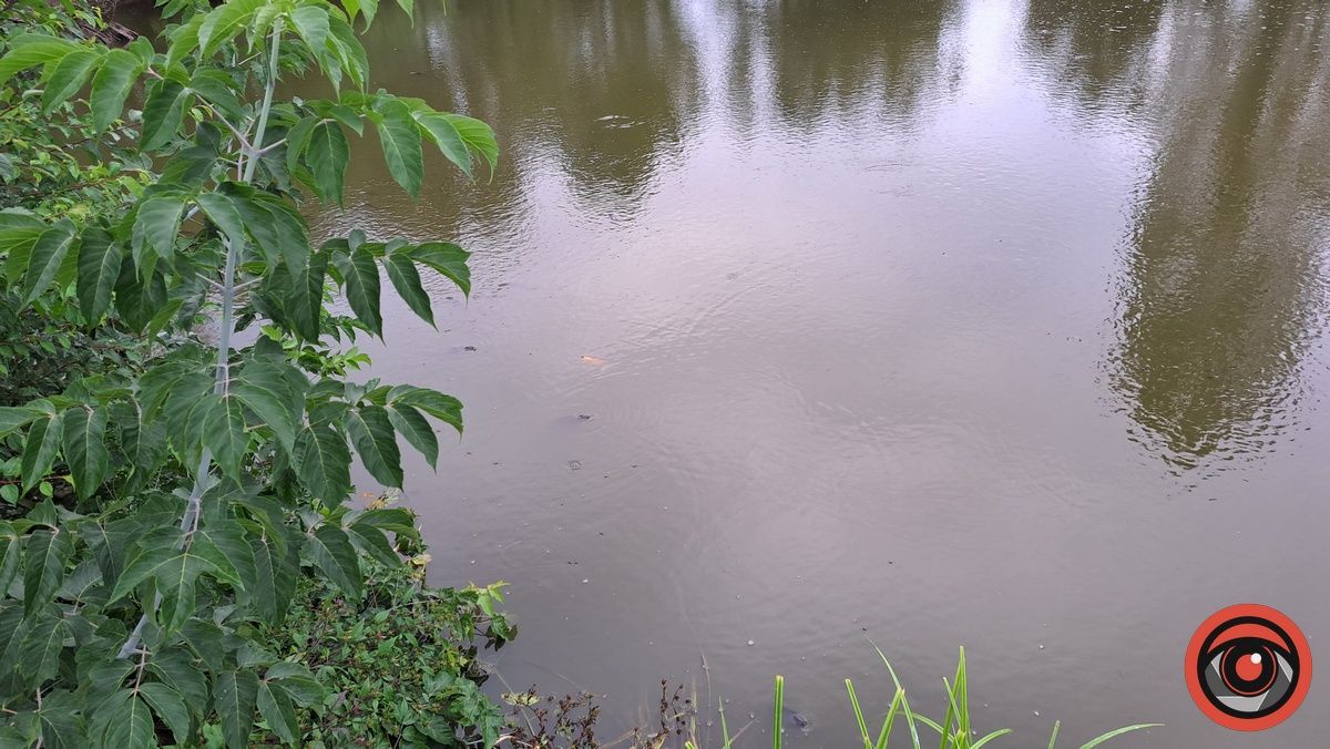 Мор риби у Підгайчиках: у став стікають чорні води 2