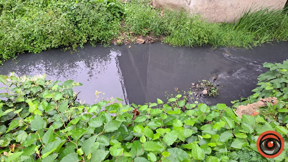 Мор риби у Підгайчиках: у став стікають чорні води 8