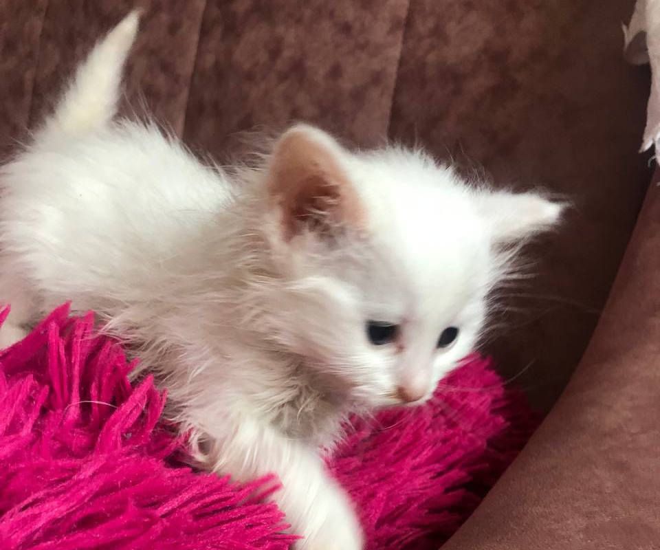 Коломия: чотирилапі хочуть стати домашніми улюбленцями 2