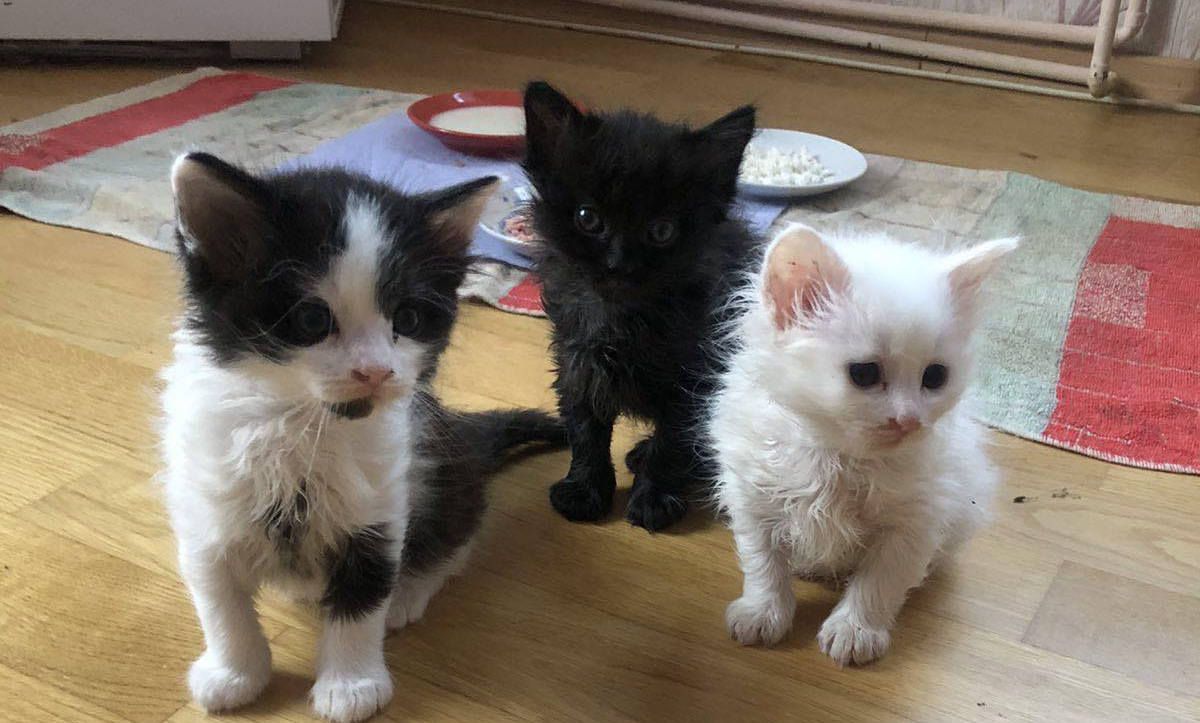 Коломия: чотирилапі хочуть стати домашніми улюбленцями 5