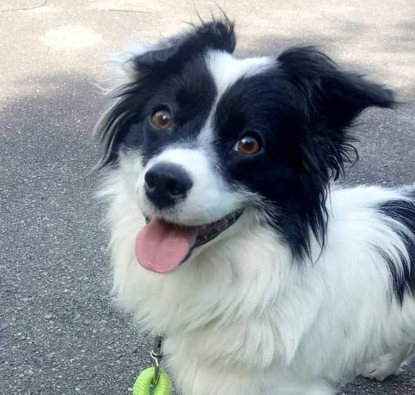 Коломия: чотирилапі хочуть стати домашніми улюбленцями 4