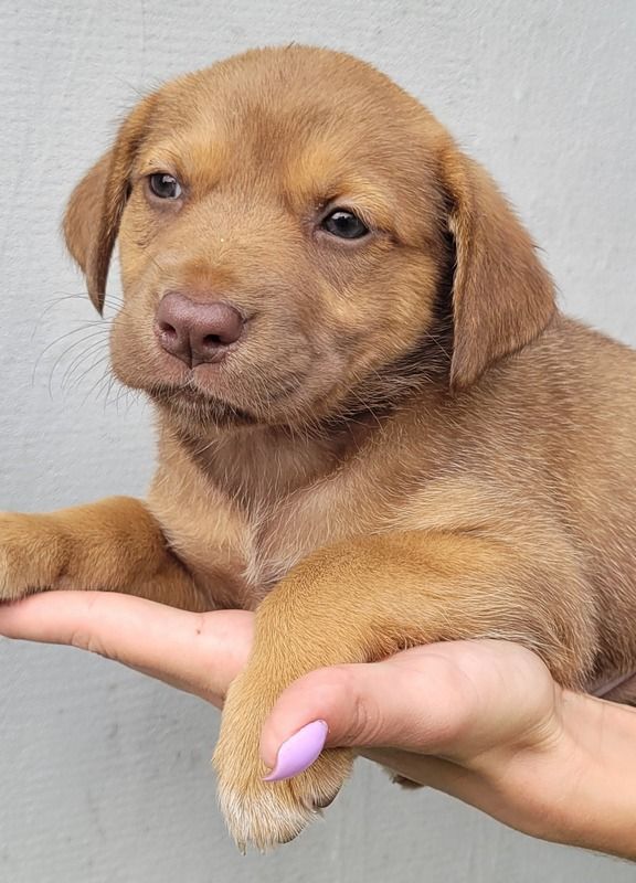 Коломия: чотирилапі хочуть стати домашніми улюбленцями 6