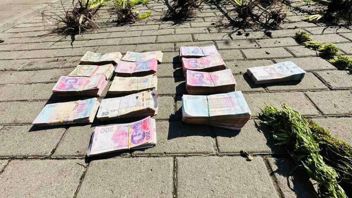 Поліція викрила схему вирощування і збуту канабісу на Львівщині та Прикарпатті 3