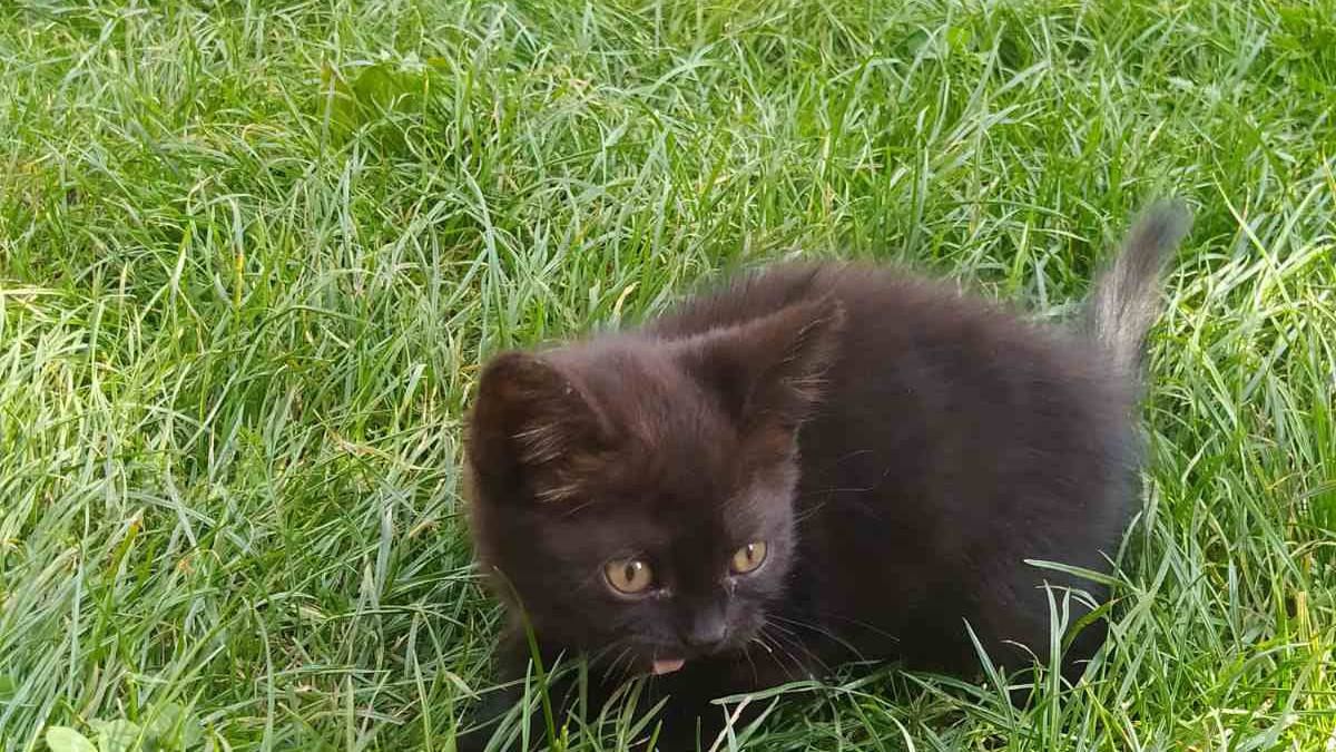 Пухнастики шукають нових друзів та люблячих господарів 3